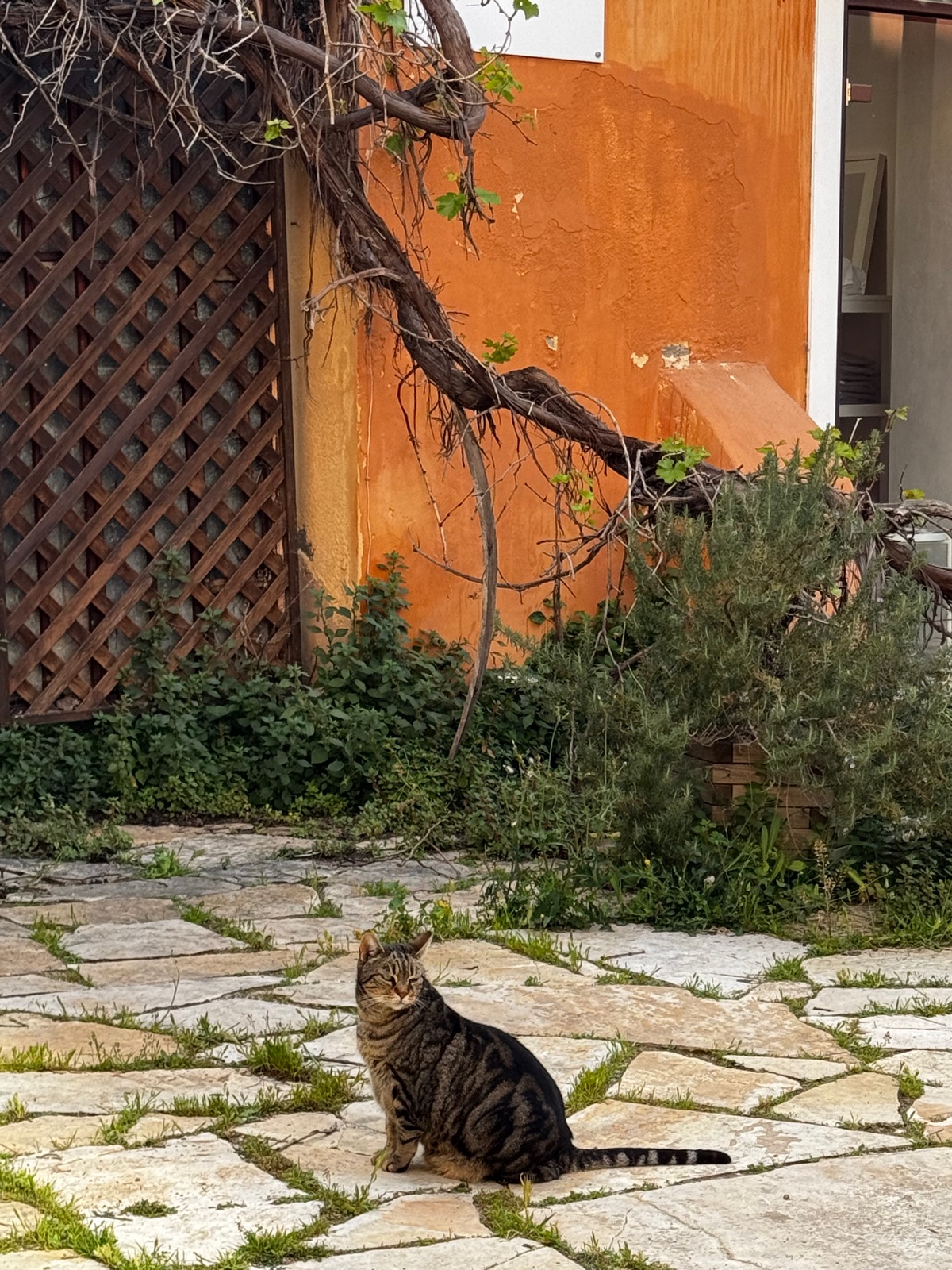 Μια τιγρέ γάτα καθισμένη σε πέτρινο πλακόστρωτο σε αυλή της Πλάκας, ένας πορτοκαλί τοίχος, μια ξύλινη πέργκολα και ένα παλιό κλήμα πίσω της