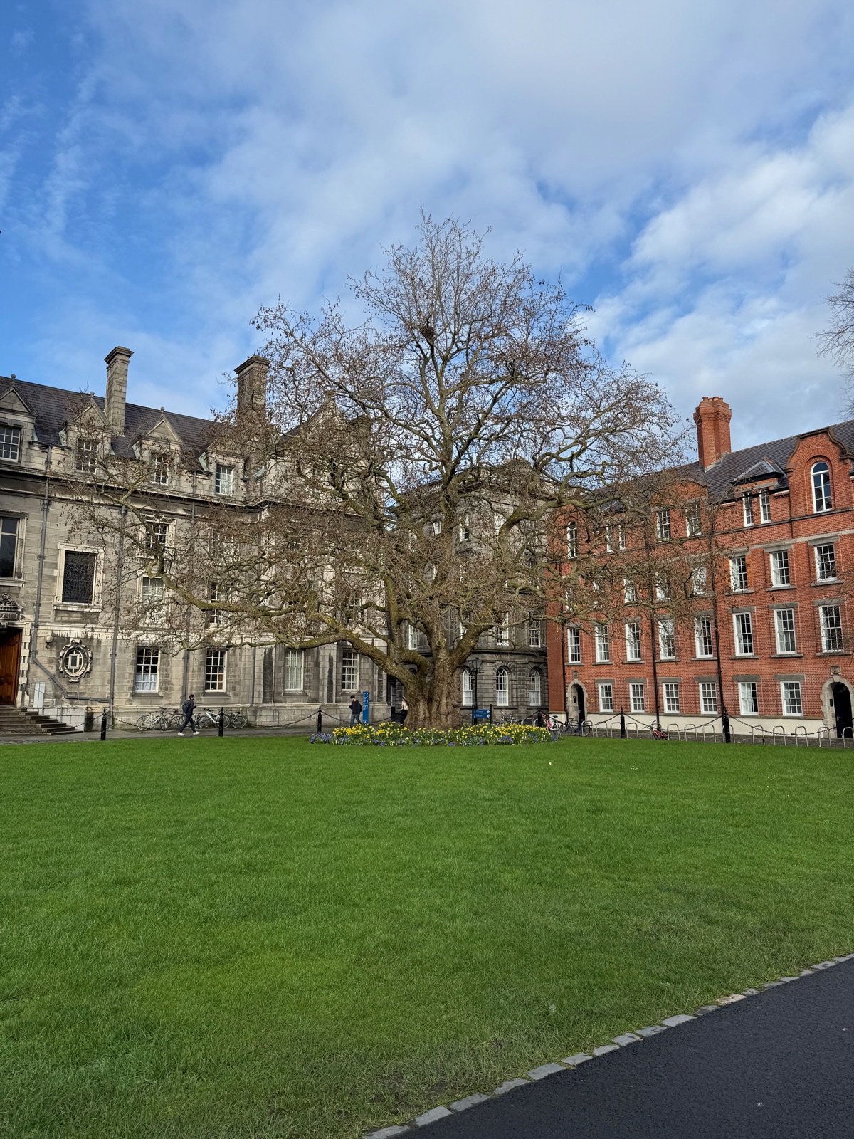 Η Library Square του Trinity College, ένα μεγάλο γυμνό δέντρο ανάμεσα σε γκρίζα πέτρα και κόκκινα τούβλα, πράσινο γκαζόν μπροστά