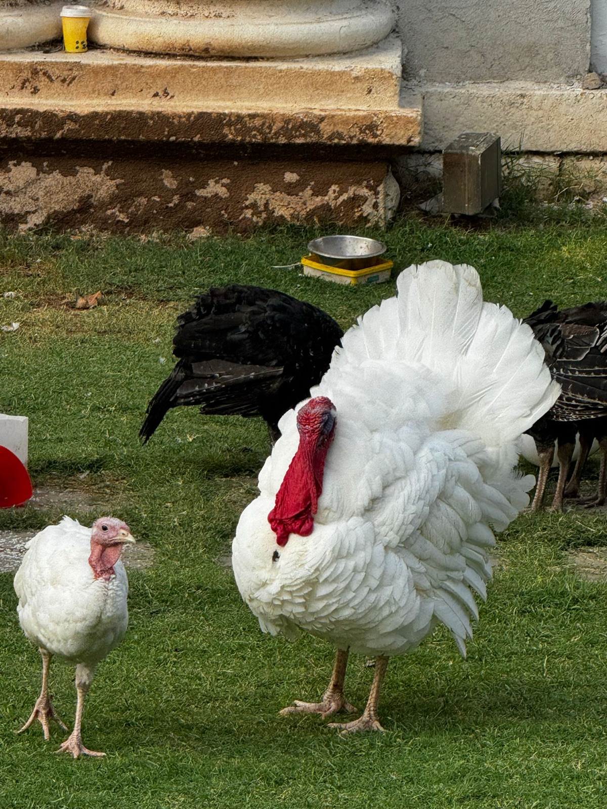 Λευκός αρσενικός γάλος που ανοίγει τη βεντάλια της ουράς του δίπλα σε άλλες γαλοπούλες σε γκαζόν παλατιού κοντά στη βάση μιας πέτρινης κολόνας