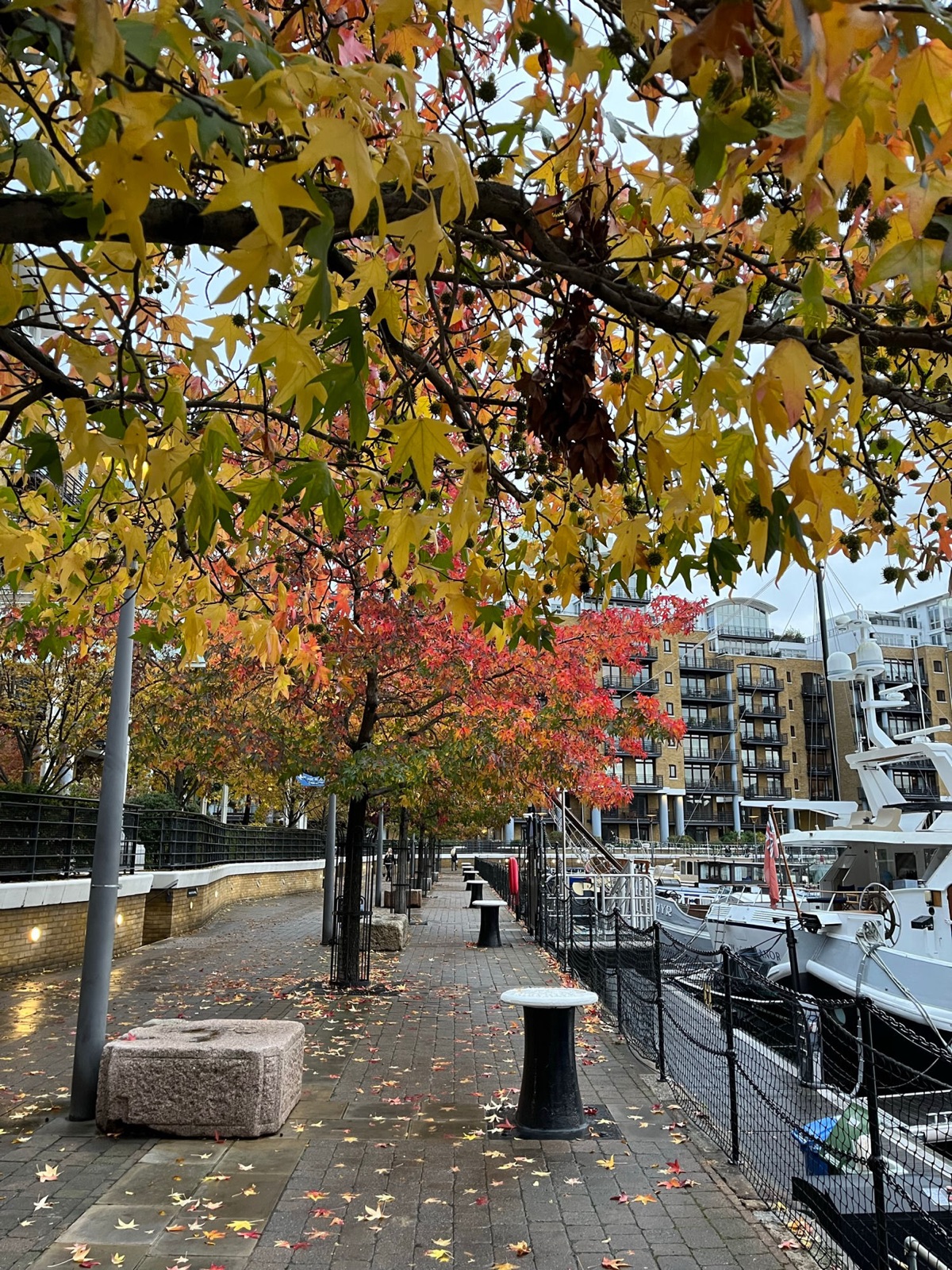 Μια δεντρόφυτη προκυμαία στο St Katharine Docks στρωμένη με πεσμένα φθινοπωρινά φύλλα, αραγμένα κότερα πίσω από έναν μαύρο φράχτη με αλυσίδα