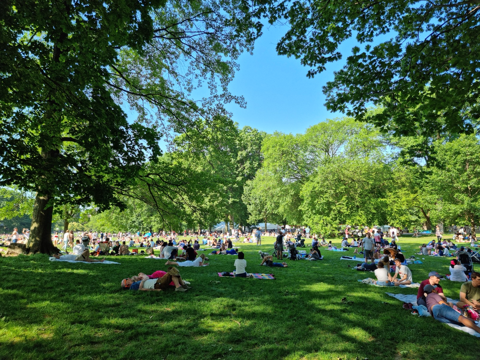 A wide green lawn in Central Park in full summer, ringed by heavy leafed trees, with people sitting and lying on blankets across the grass under a clear blue sky