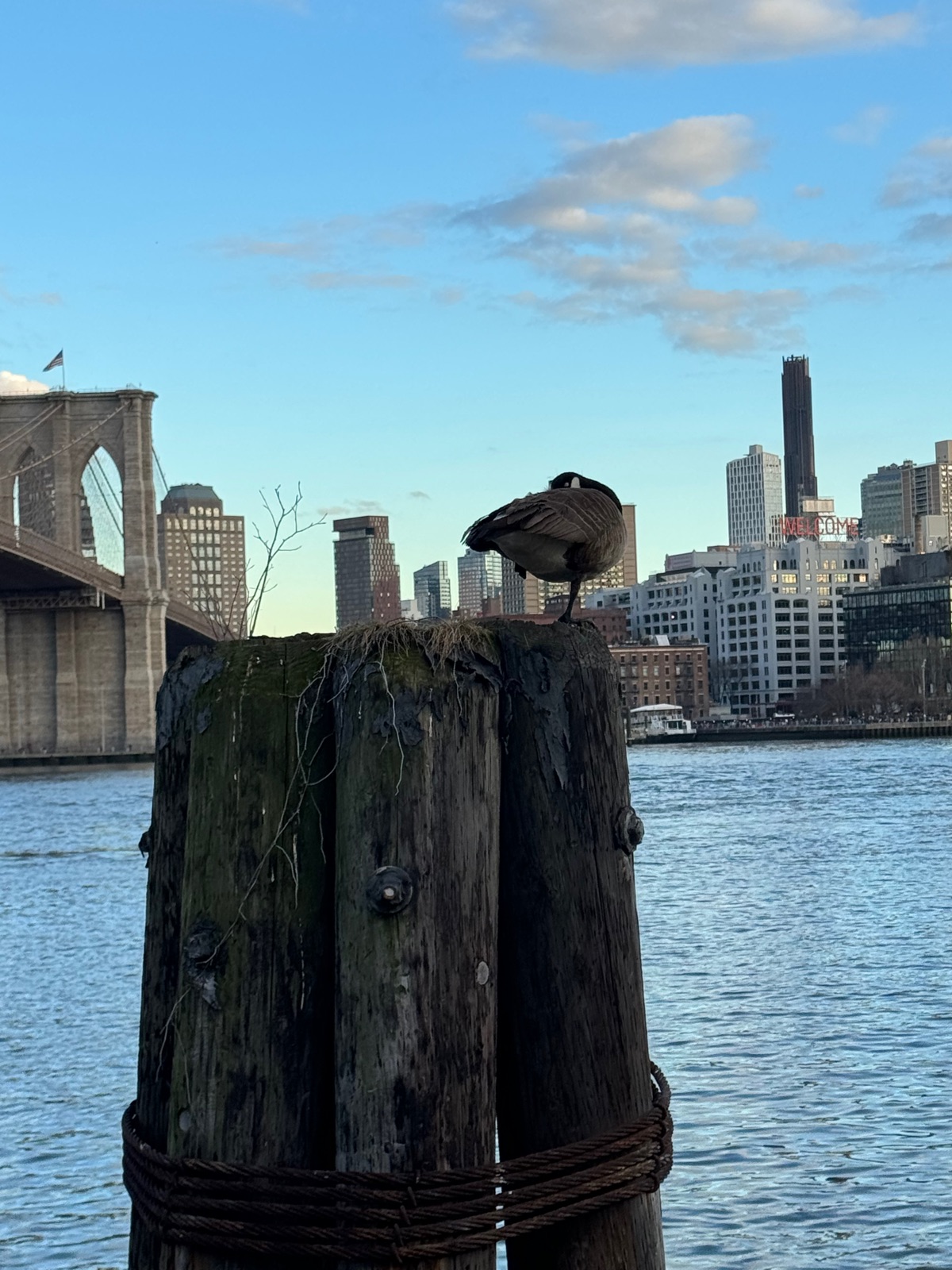 A Canada goose asleep on top of a mossy wooden piling, the Brooklyn Bridge arch and Brooklyn buildings behind