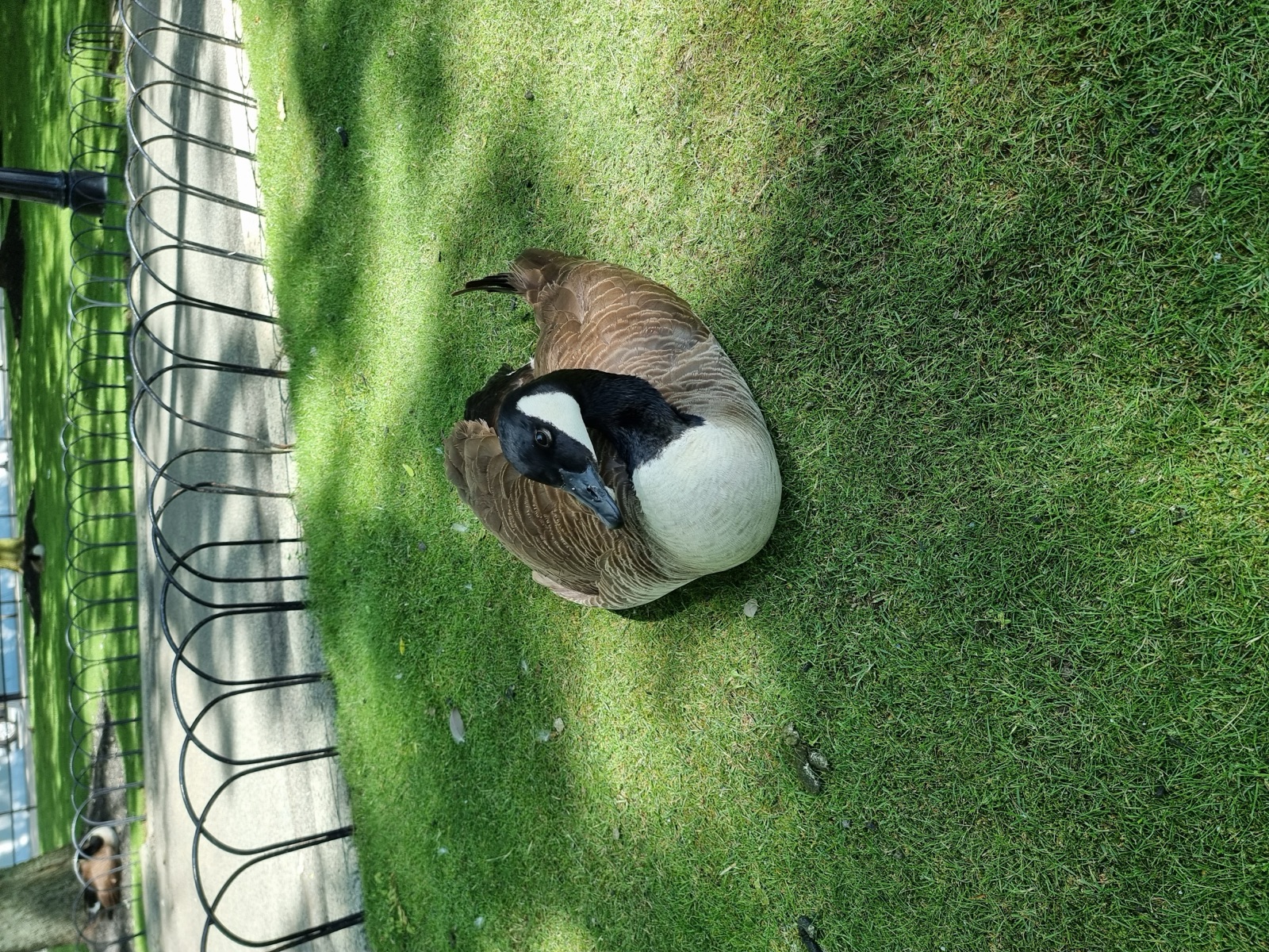 A Canada goose sitting on a sunlit lawn with its feet tucked under it, wire fencing and a path behind