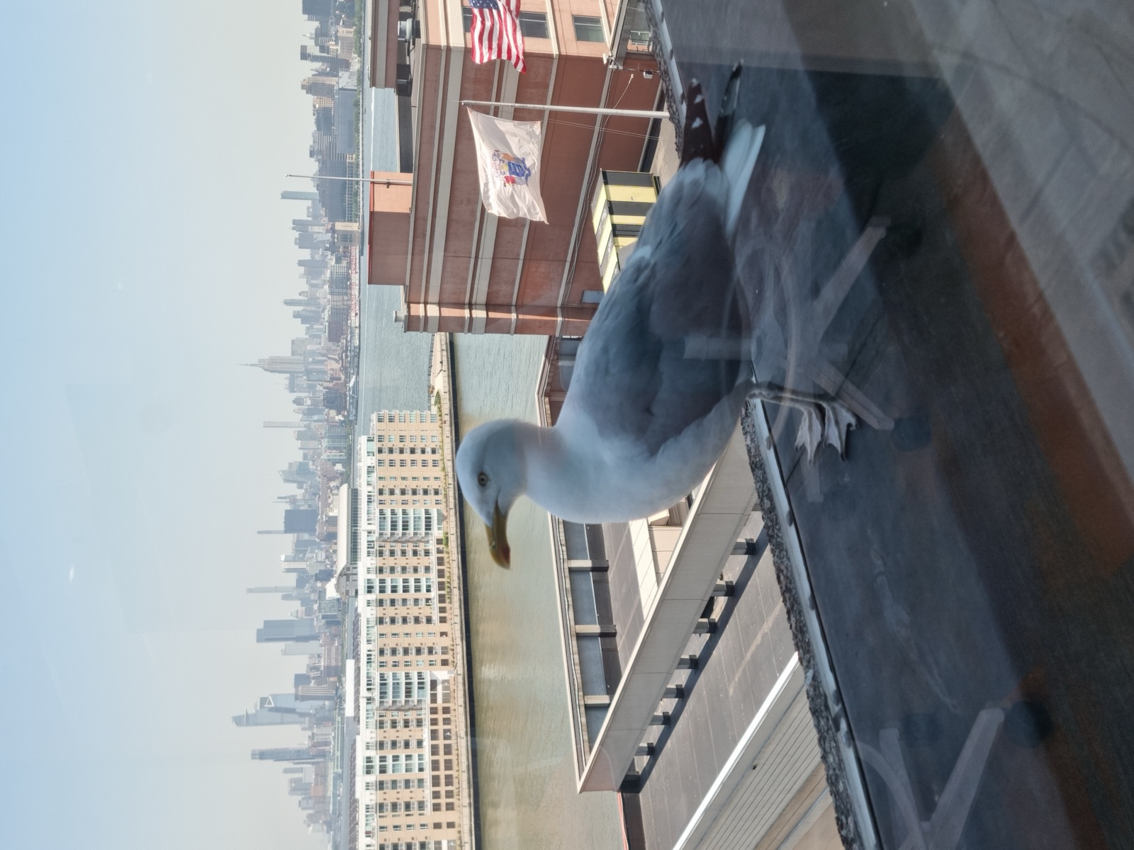 A gull standing on a low rooftop seen through glass, with the Hudson and the Midtown Manhattan skyline hazy in the distance behind it