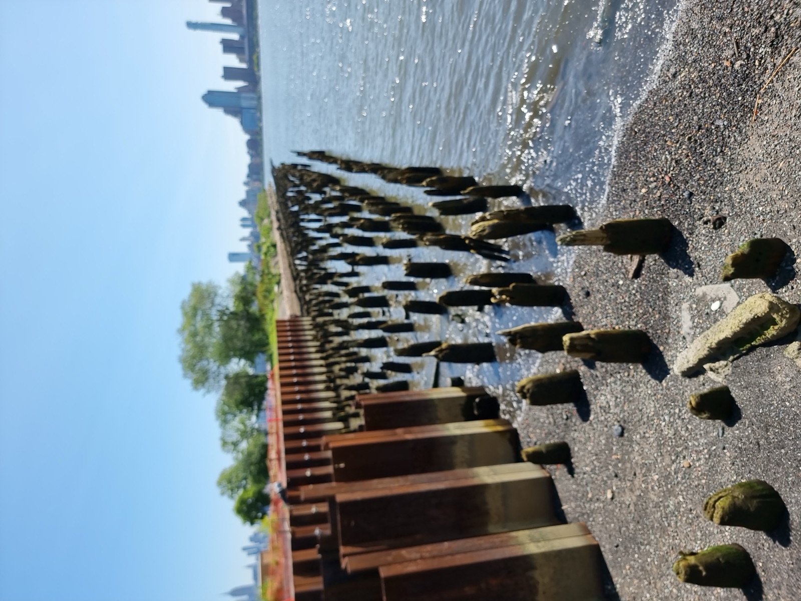 A field of old wooden piling stumps standing in shallow water along a pebbled shore, with a rusted iron bulkhead behind and green trees above