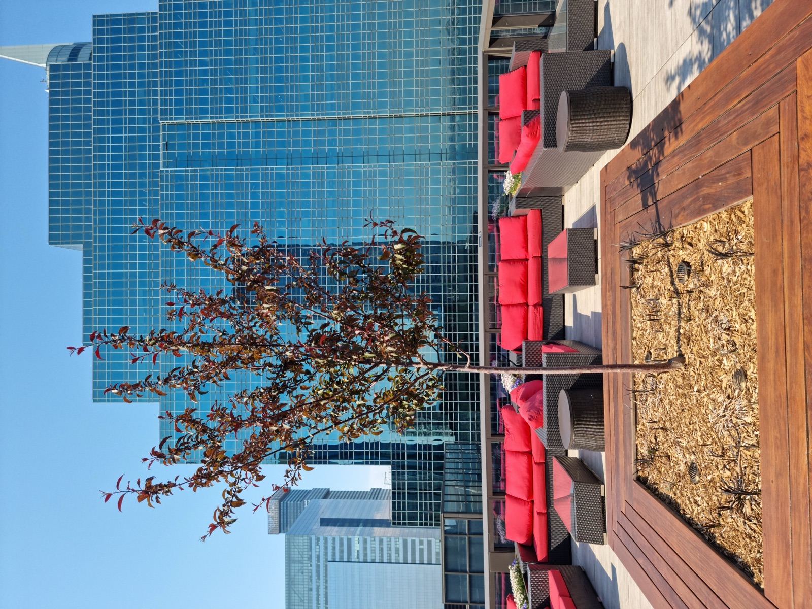 A rooftop terrace with red cushioned sofas around a low table and a single young tree in a wooden planter, glass office towers behind