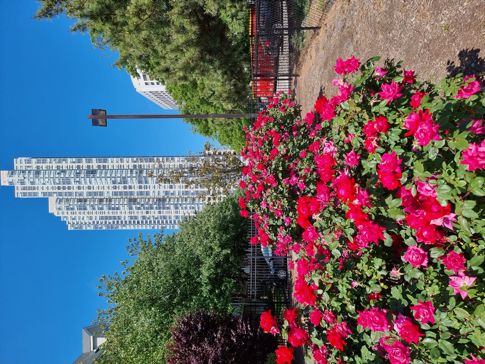 A dense bed of deep pink roses in full bloom beside a fenced path, with a tall white residential tower and green trees behind under a clear blue sky