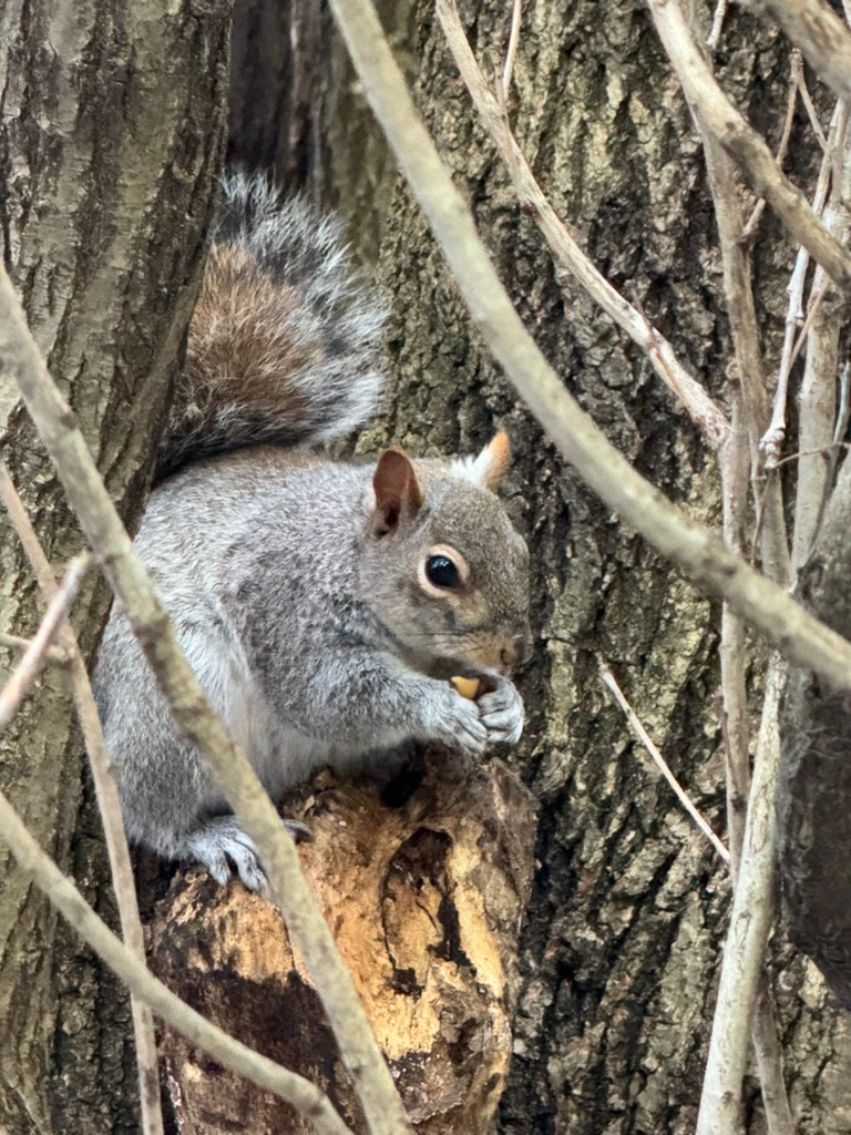 A grey squirrel perched in the fork of a tree, holding and eating a nut