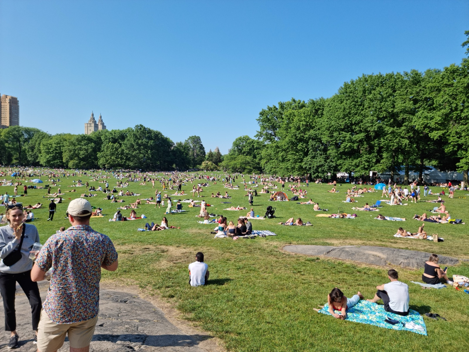 A very wide lawn in Central Park covered with people sunbathing and picnicking, ringed by heavy trees with apartment towers rising above them