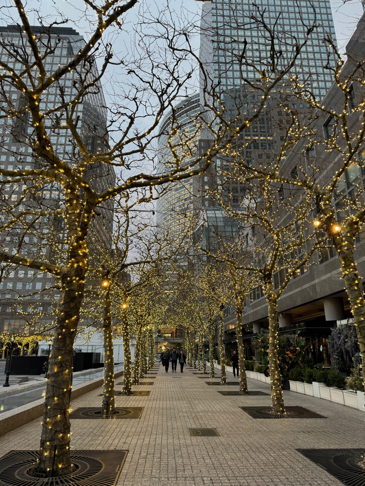 An avenue of bare trees entirely wrapped in warm golden lights along a waterfront plaza at dusk, with glass towers behind