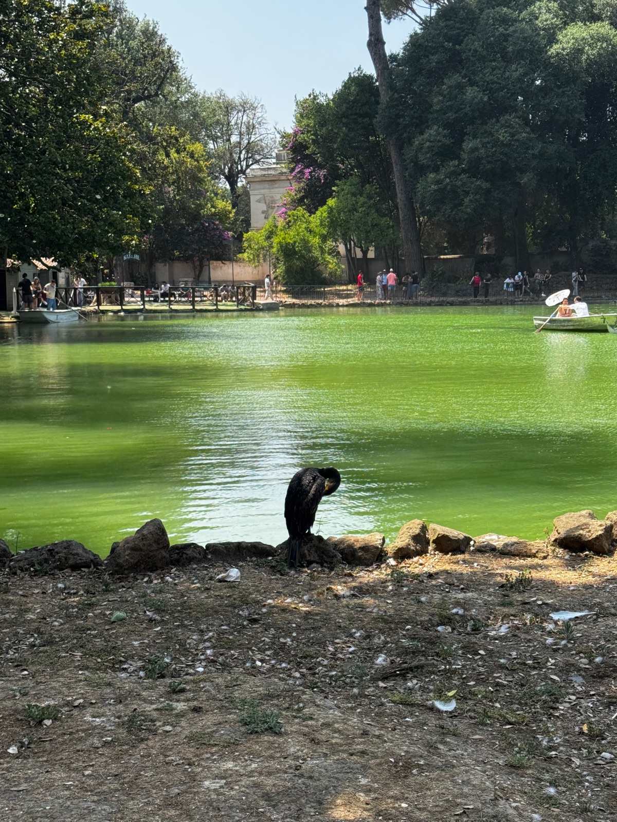 Ένας κορμοράνος να στέκεται στην όχθη της πράσινης λίμνης με διπλωμένα φτερά, ποδήλατα-βάρκες έξω στο νερό πίσω